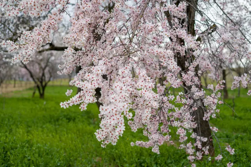 Almendros en flor en febrero