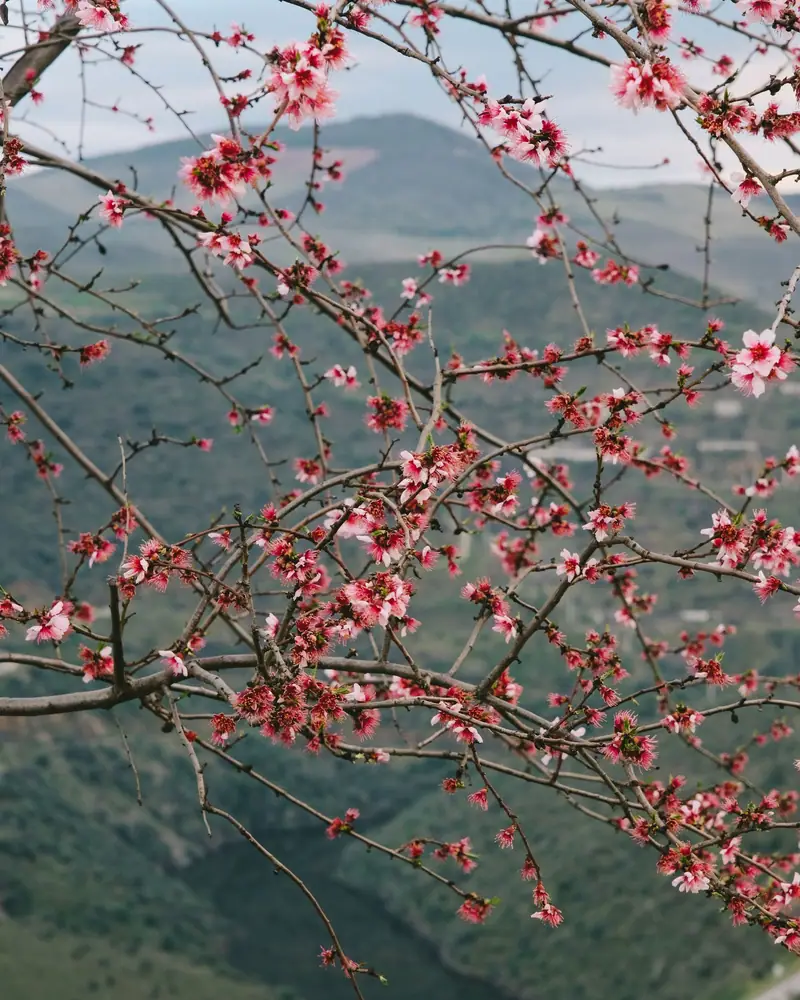 Campos de almendros