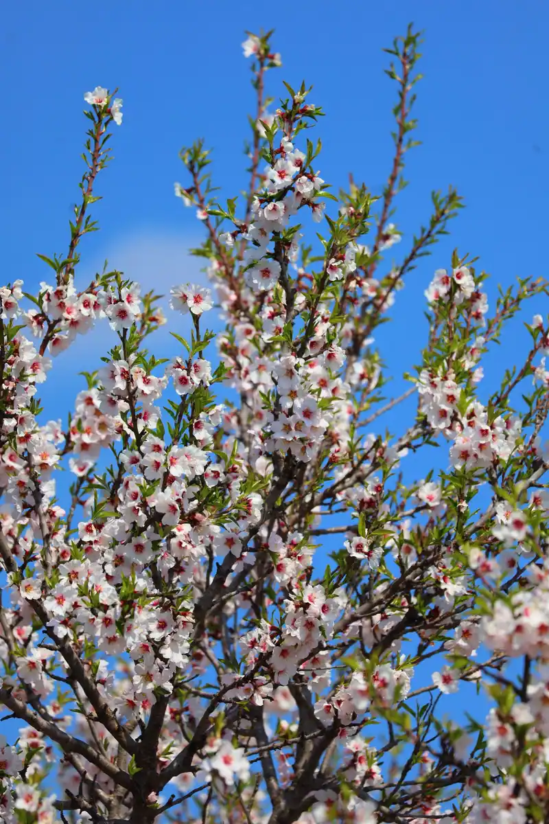 Almendro contra el cielo azul